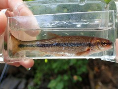 Couesius plumbeus