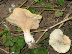 Cantharellus pallens