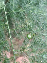 Asparagus