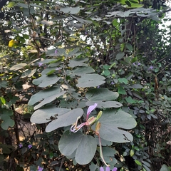 Bauhinia purpurea