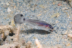 Jelly Cardinal photo 2