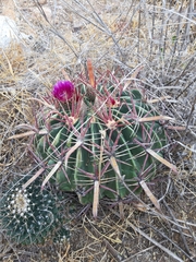 Ferocactus latispinus
