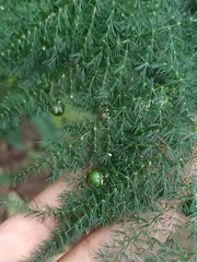 Asparagus