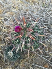 Ferocactus latispinus