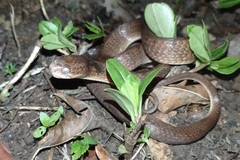 Pareas carinatus