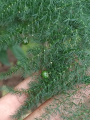 Asparagus
