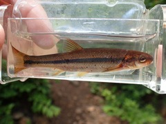Couesius plumbeus