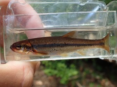 Couesius plumbeus