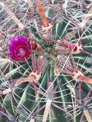 Ferocactus latispinus