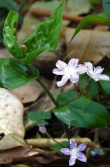 Tripladenia cunninghamii