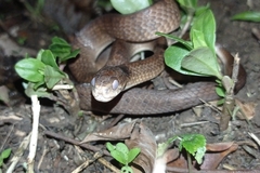 Pareas carinatus