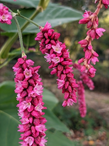 Image of Persicaria orientalis by (c) MUNENORI YAMAKAWA, some rights reserved (CC BY)