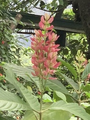 Megaskepasma