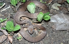 Pareas carinatus