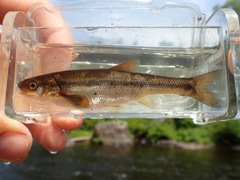 Couesius plumbeus