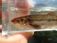 Couesius plumbeus