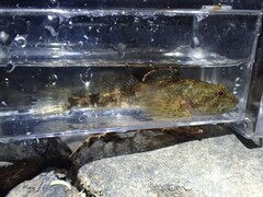 Cottus