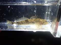 Cottus
