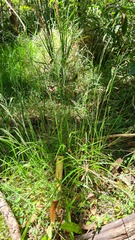 Poa affinis