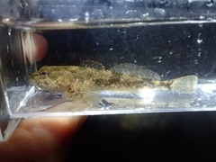 Cottus