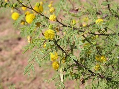 Vachellia constricta