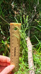 Poa affinis