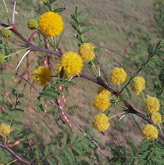 Vachellia constricta