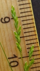 Poa affinis