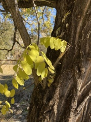 Robinia pseudoacacia
