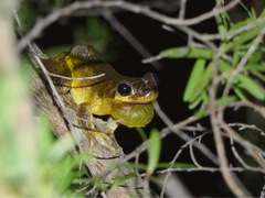 Litoria quiritatus