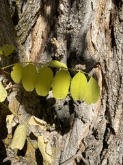 Robinia pseudoacacia