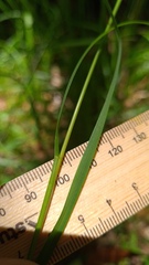 Poa affinis