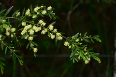 Acacia howittii