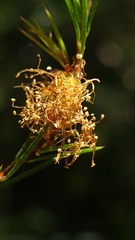 Melaleuca nodosa