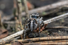 Aelurillus v-insignitus