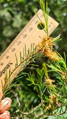 Melaleuca nodosa