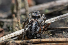 Aelurillus v-insignitus