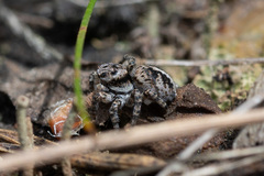 Aelurillus v-insignitus