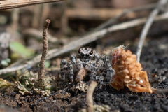 Aelurillus v-insignitus