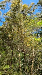 Melaleuca nodosa