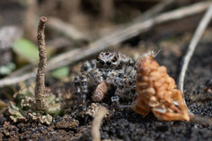 Aelurillus v-insignitus