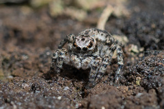 Aelurillus v-insignitus