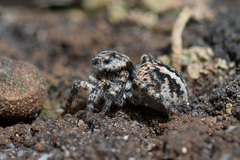 Aelurillus v-insignitus