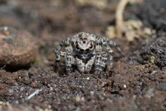 Aelurillus v-insignitus