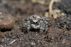 Aelurillus v-insignitus