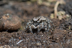 Aelurillus v-insignitus