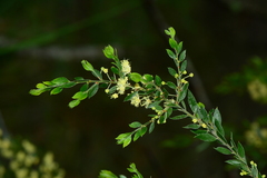 Acacia howittii