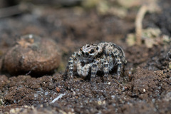 Aelurillus v-insignitus