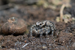 Aelurillus v-insignitus