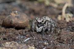 Aelurillus v-insignitus